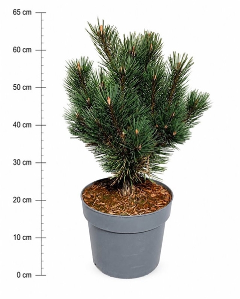 Pinus Mugo Rigi