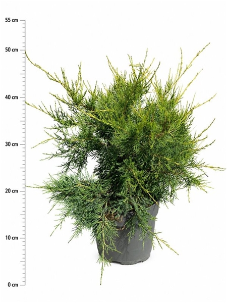 Juniperus Chinensis Kuriwao Gold