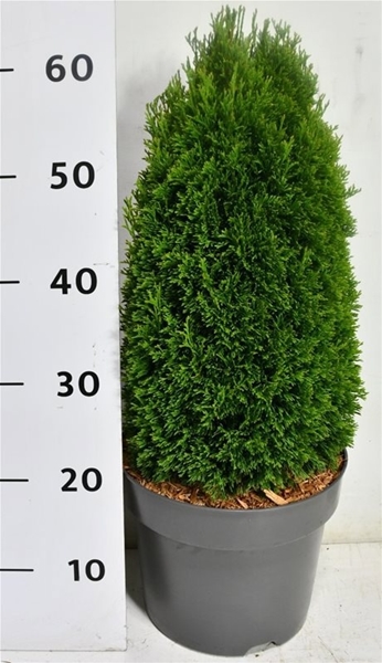 Thuja Occidentalis Maks