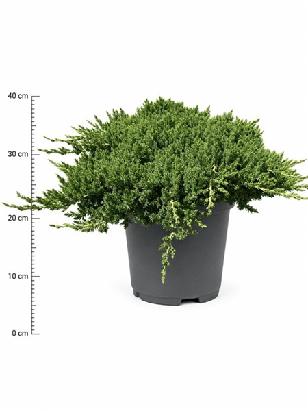 Juniperus Procumbens Nana