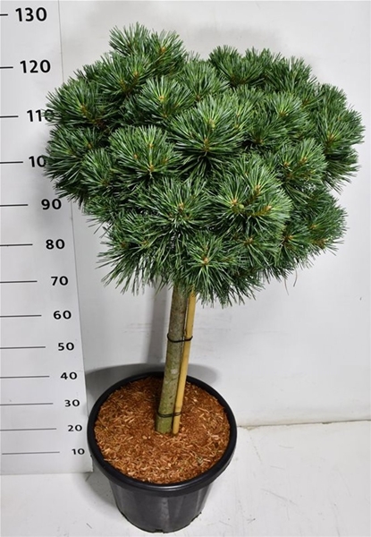 Pinus Sylvestris Chantry Blue 60cm Stam