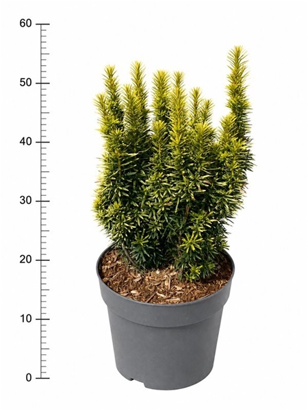 Taxus Baccata David