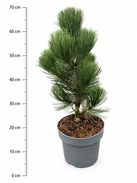 Pinus Heldreichii Malinki