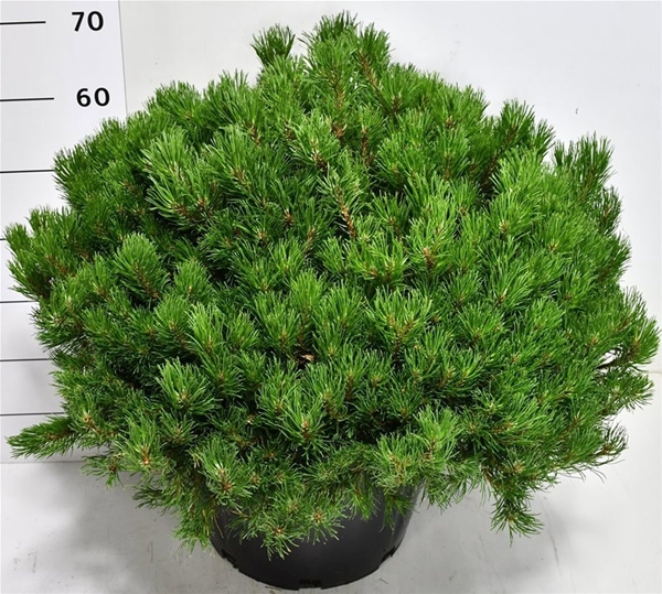 Pinus Mugo Mugo