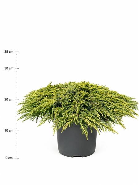Juniperus Communis Lemon Carpet