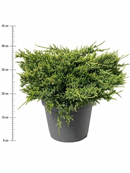 Juniperus Squamata Holger