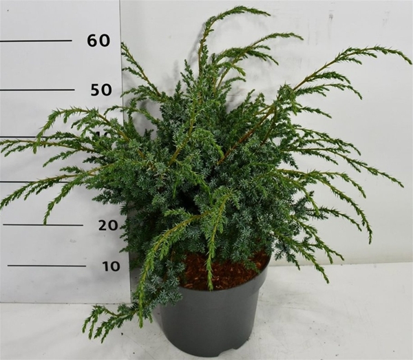 Juniperus Chinensis Blue Alps