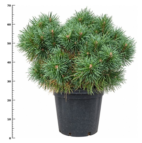 Pinus Sylvestris Blue Pearl