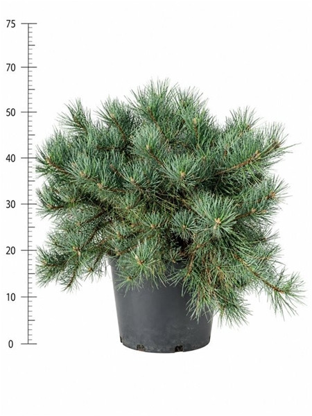 Pinus Sylvestris Repens