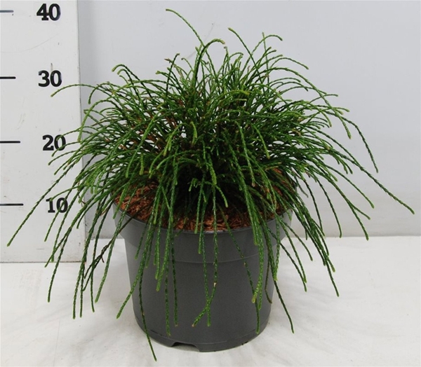 Thuja Plicata Whipcord