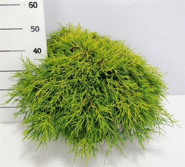 Chamaecyparis Pisifera Sungold
