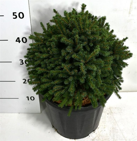 Picea Glauca Echiniformis