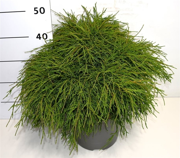 Chamaecyparis Pisifera Filifera Nana