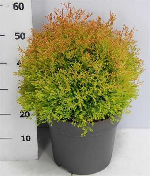 Thuja Occidentalis Fire Chief