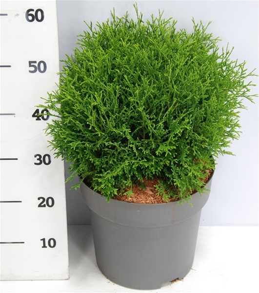 Thuja Occidentalis Tiny Tim