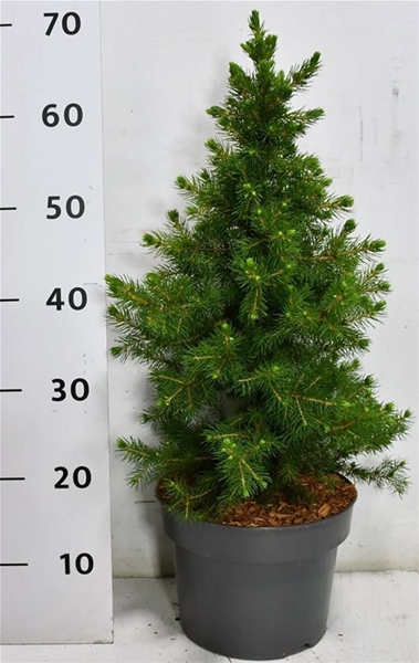 Picea Abies Little Norman