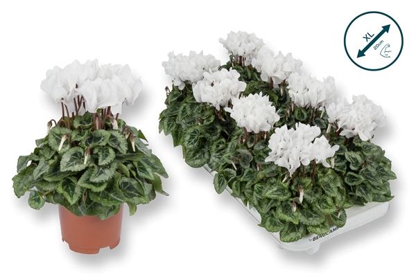 Cyclamen Persicum Davincy Weiss