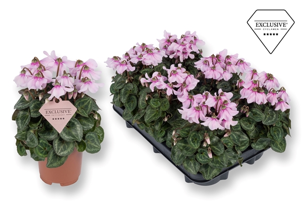 Cyclamen Persicum Petticoat Light Pink