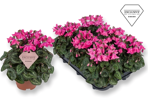 Cyclamen Persicum Petticoat Pink