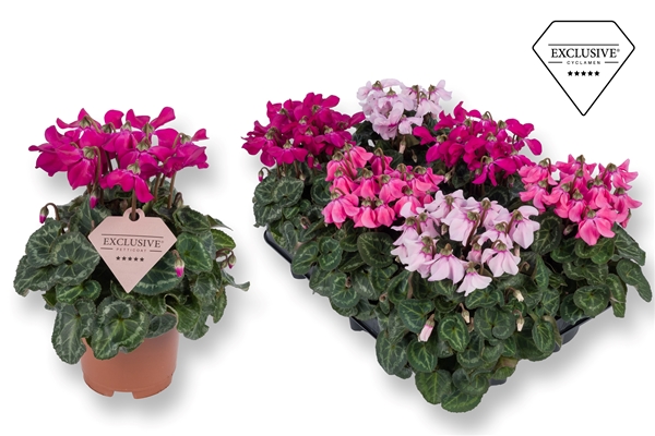 Cyclamen Persicum Petticoat Mixtray