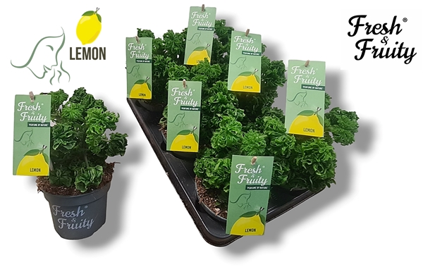 Pelargonium Fresh &Fruity Lemon Tree
