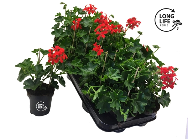 Pelargonium Peltatum Balkon Rot
