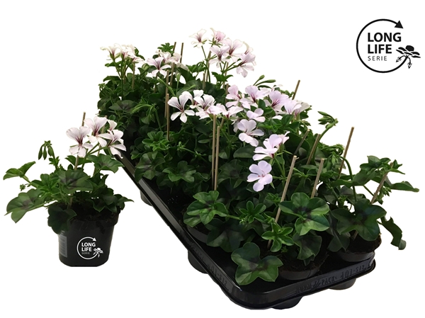 Pelargonium Peltatum Balkon Weiss