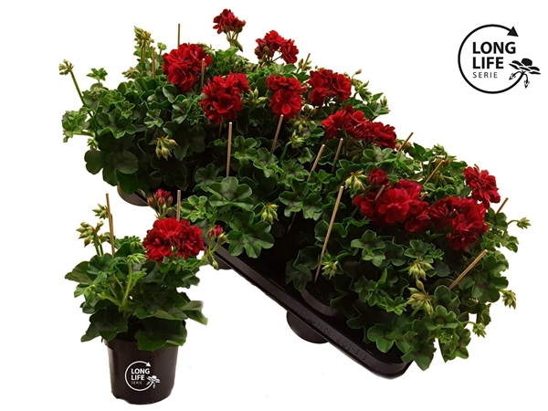 Pelargonium Peltatum Dubbel Dark Red