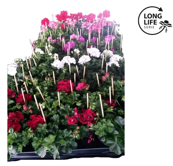 Pelargonium Peltatum Doppel Mixlage