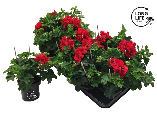 Pelargonium Peltatum Doppel Rot