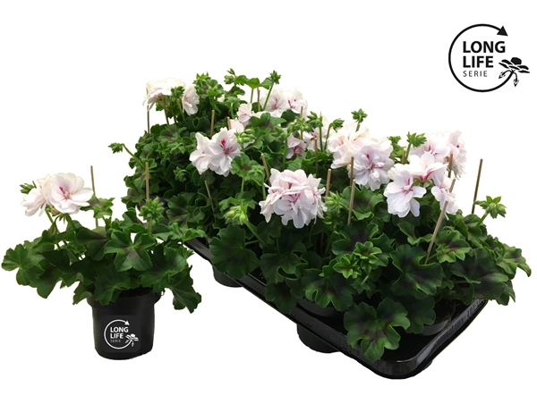 Pelargonium Peltatum Doppel Weiss