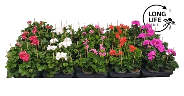 Pelargonium Peltatum Mixlage