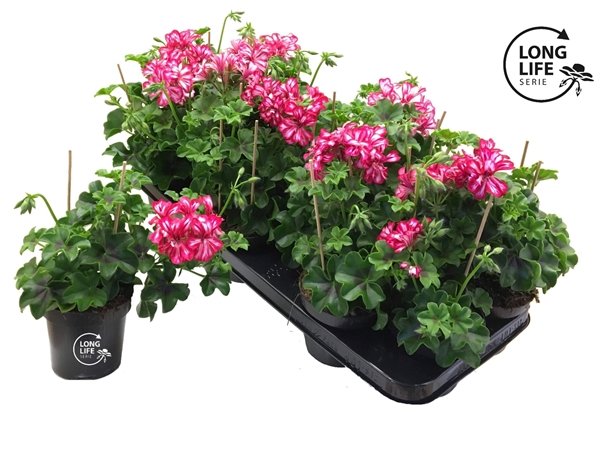 Pelargonium Peltatum Doppel Rot-Weiss