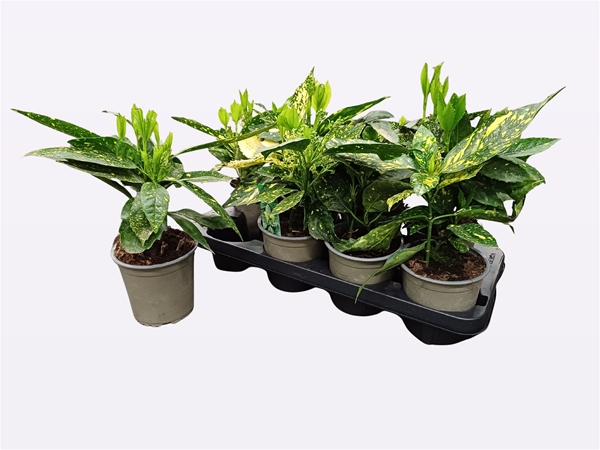 Aucuba Japonica Variegata