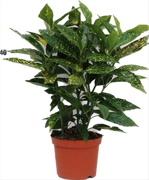 Aucuba Japonica Variegata