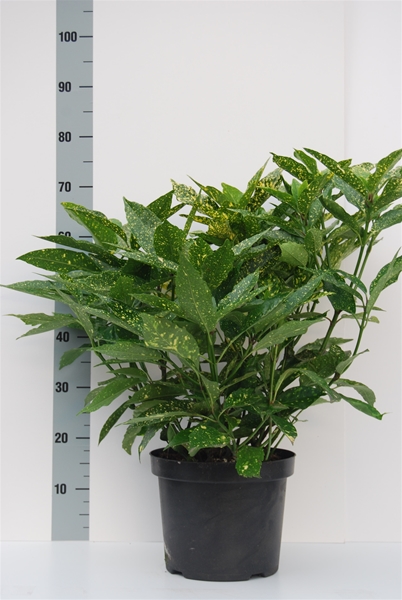 Aucuba Japonica Variegata