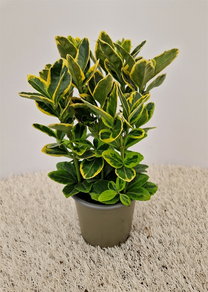 Euonymus Japonicus Aurea
