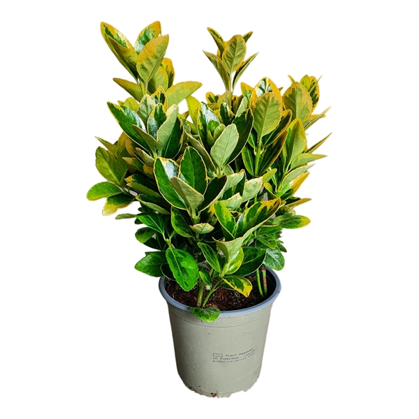 Euonymus Japonicus Aurea