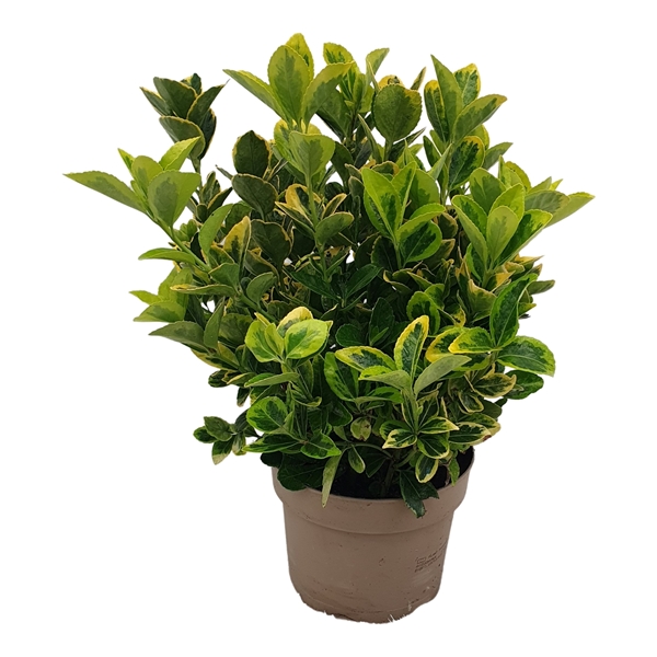 Euonymus Japonicus Aurea