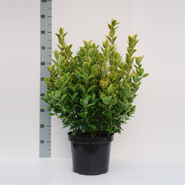 Euonymus Japonicus Aurea