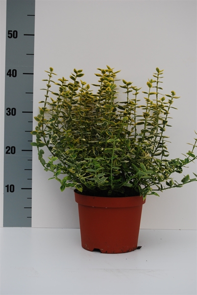 Euonymus Emerald Gold
