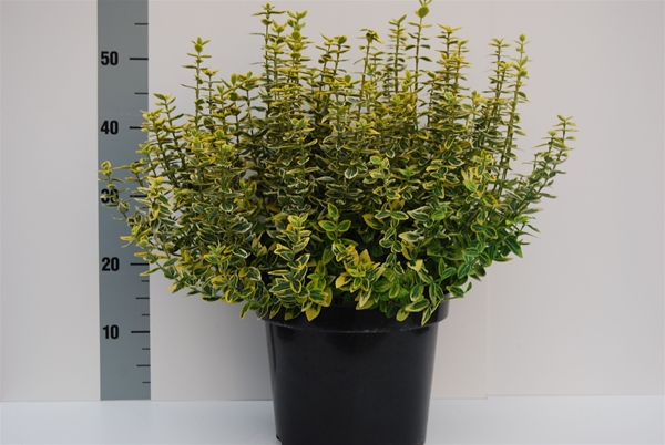 Euonymus Fortunei Emerald Gold