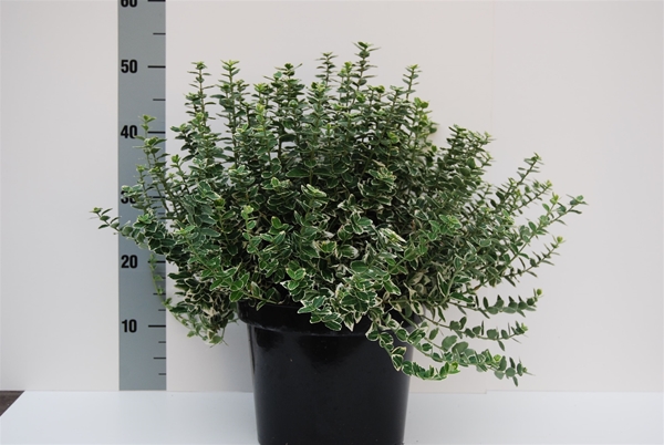 Euonymus Emerald Gaiety