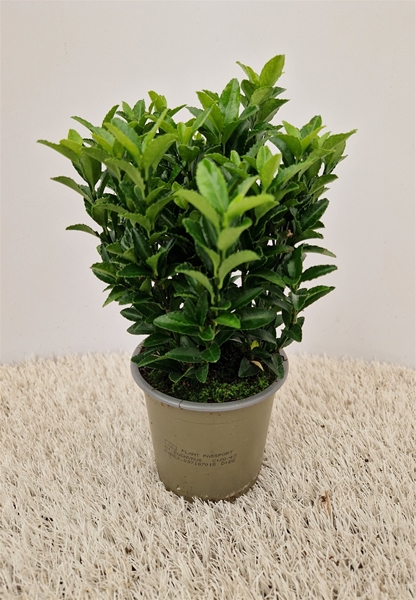 Euonymus Green Spire