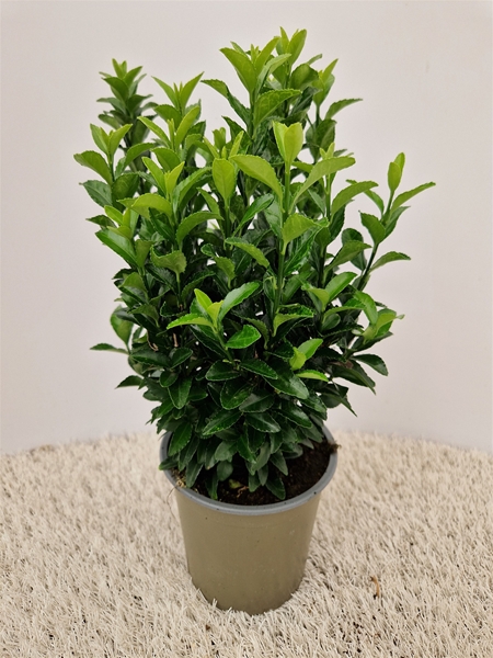 Euonymus Green Spire