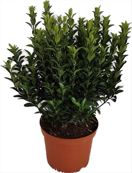 Euonymus Japonicus Green Spire