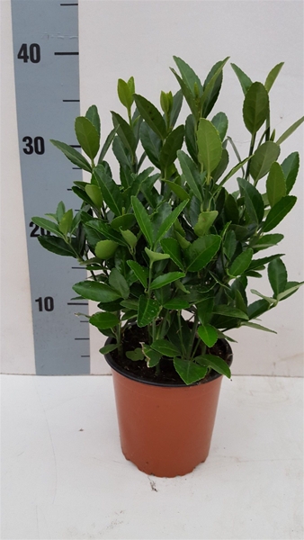 Euonymus Japonicus Japonica