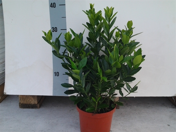 Euonymus Japonicus Japonica