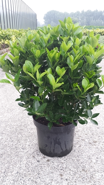 Euonymus Japonica