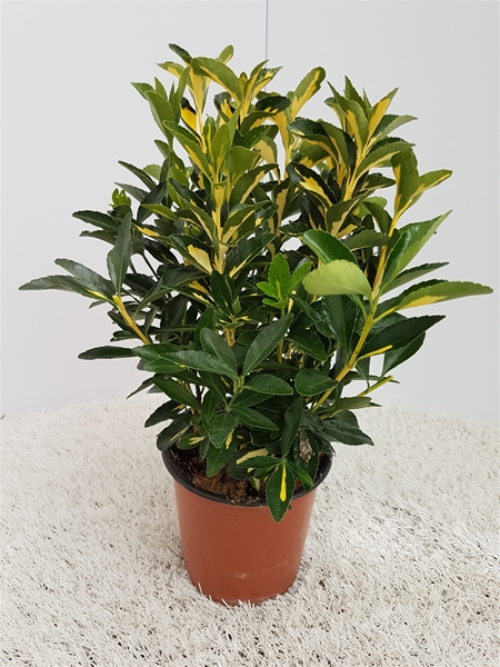 Euonymus Japonicus Luna